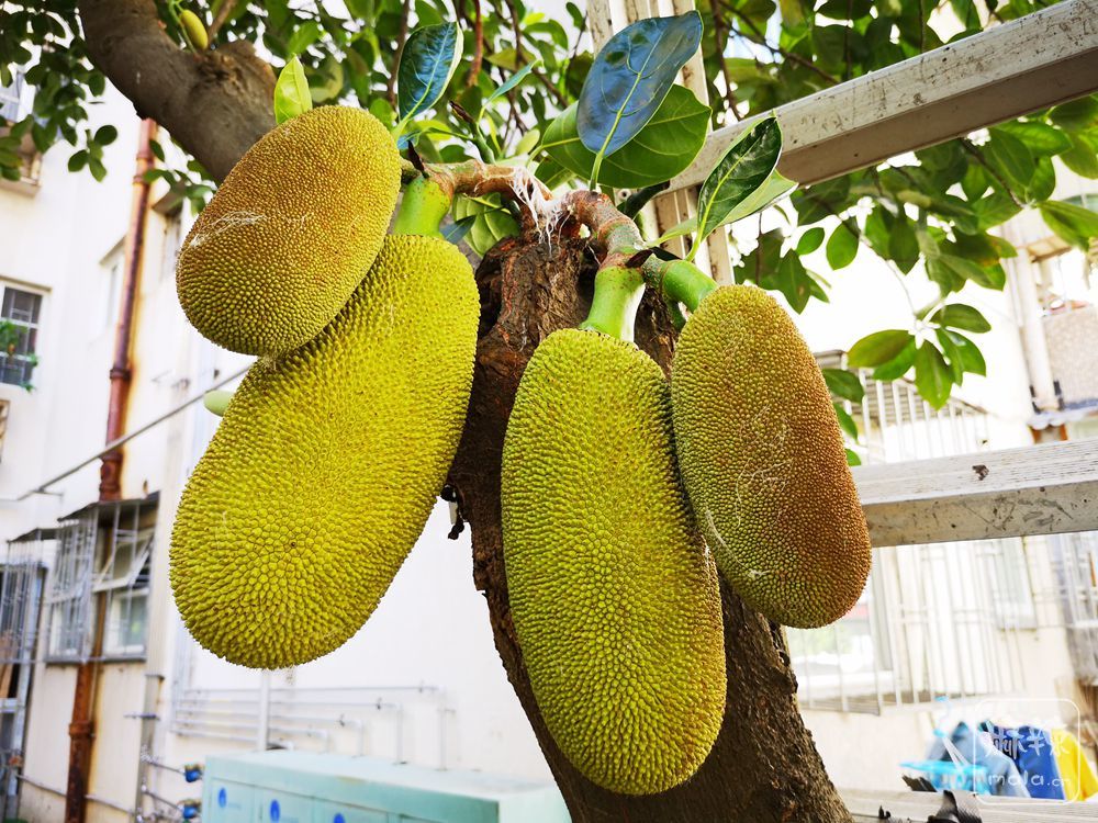 热带水果皇后菠萝蜜果树复制链接