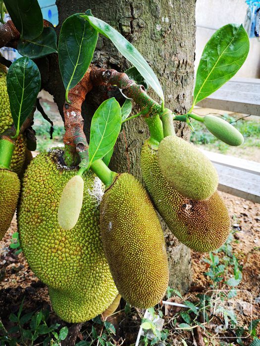 热带水果皇后菠萝蜜果树复制链接