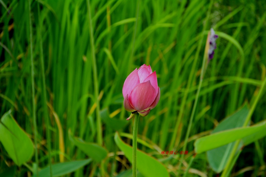 DSC_6039.JPG