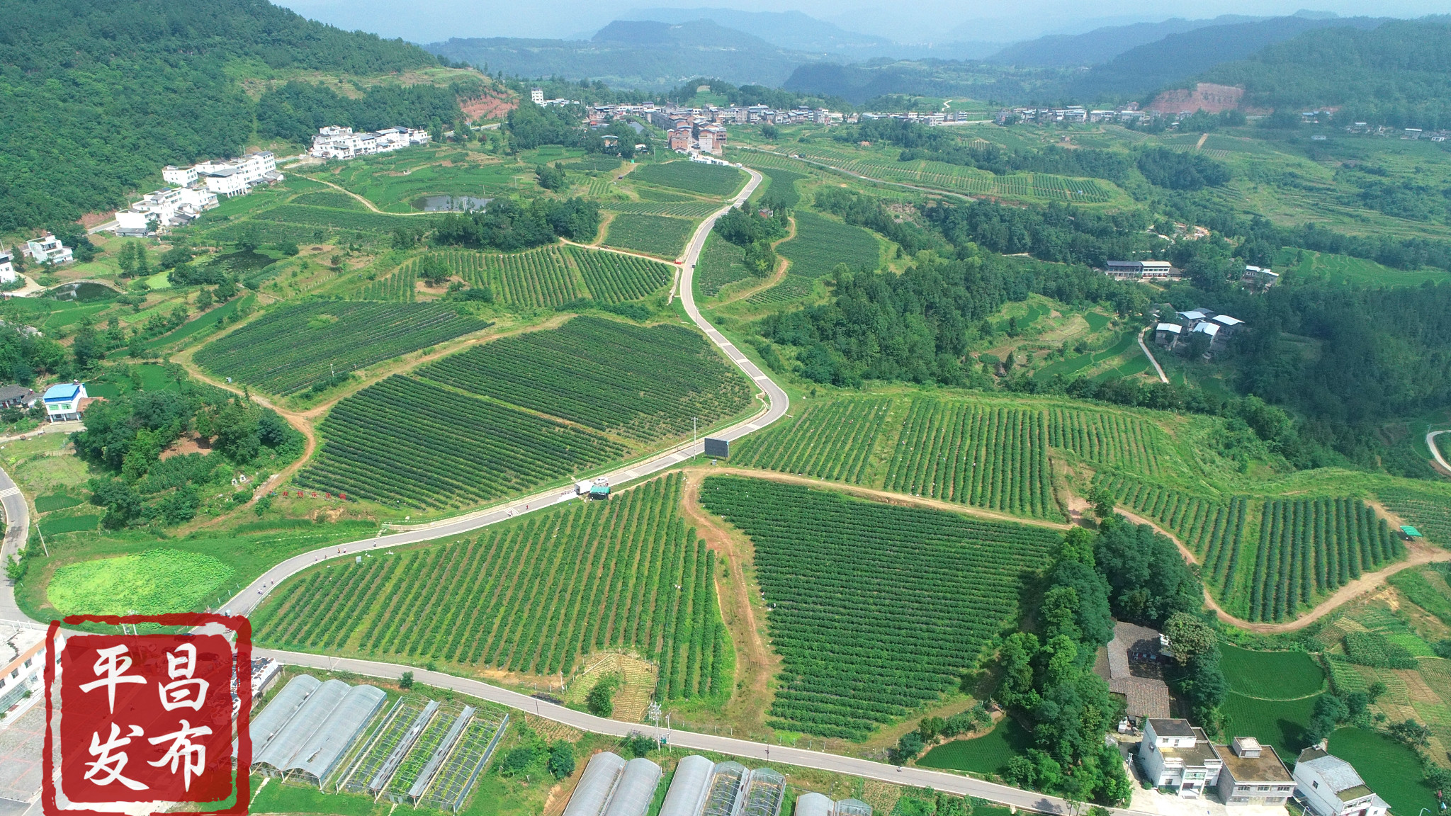 中国最大的蓝莓基地图片