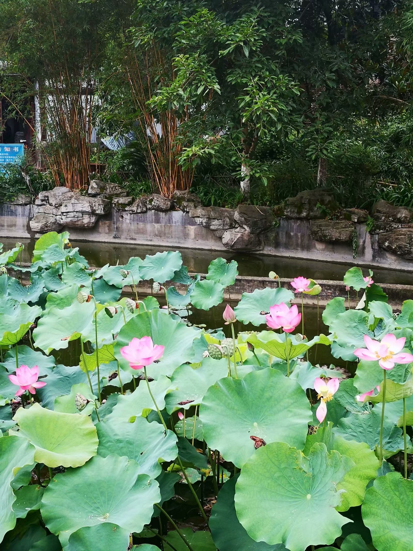 梅县香花佛事打莲池图片