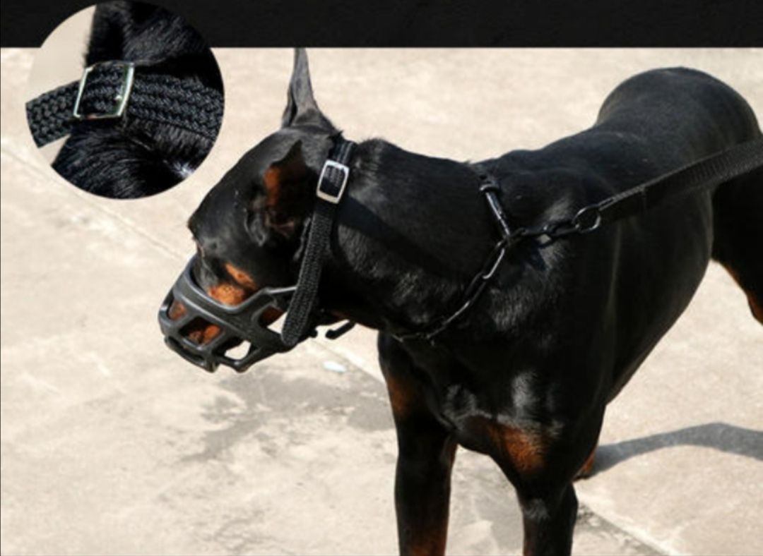 烈性犬黑色图片