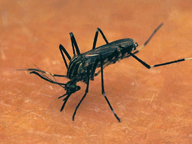 成拙将会成为人类公敌 —— 史上首次释放实验室基因改造的蚊子以灭蚊