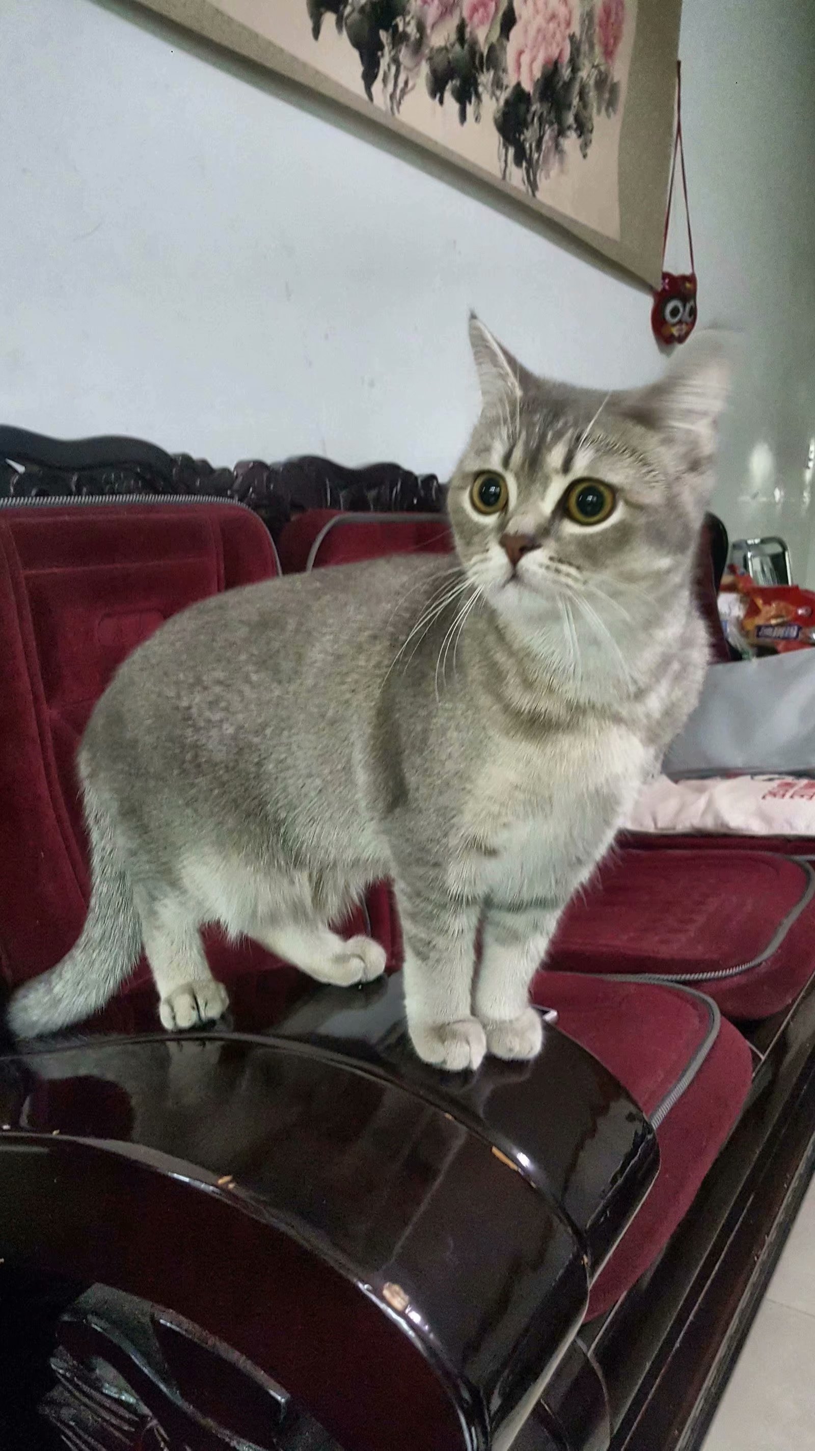 晒晒俺家的胖虎一只蓝金渐层短毛