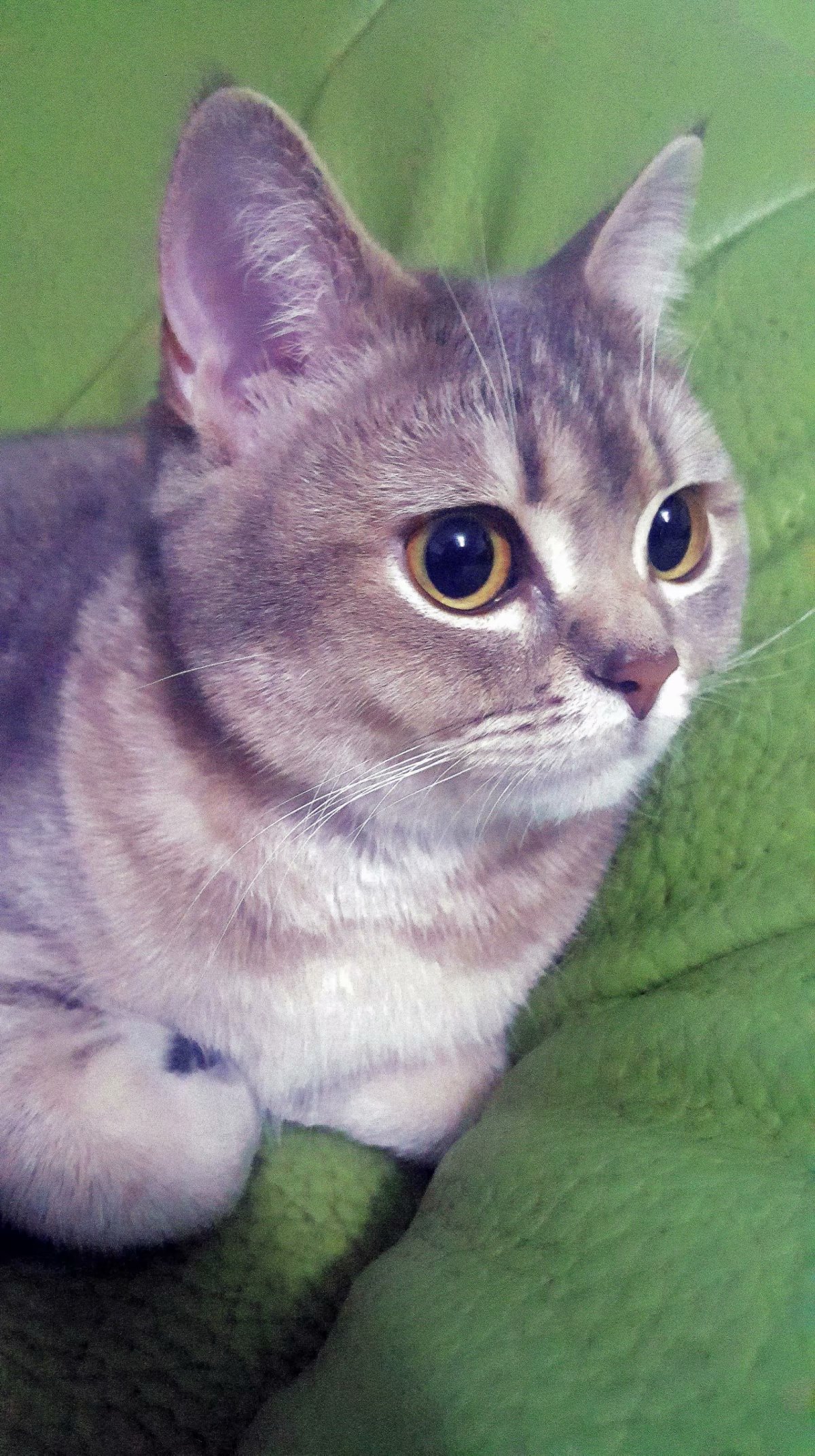 晒晒俺家的胖虎一只蓝金渐层短毛