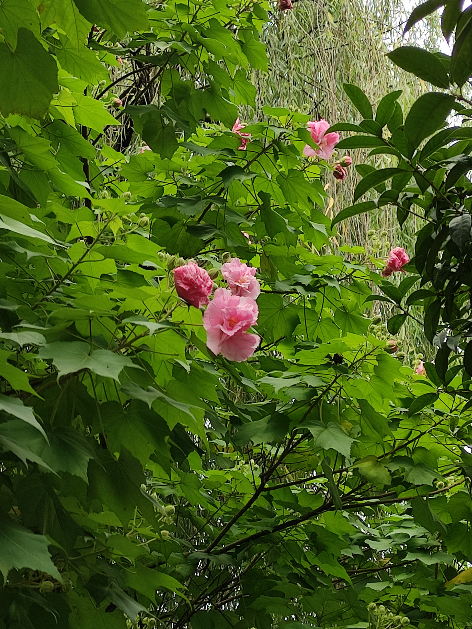 辛夷古詩詞賞花灌城秋圖文都江堰秋水芙蓉