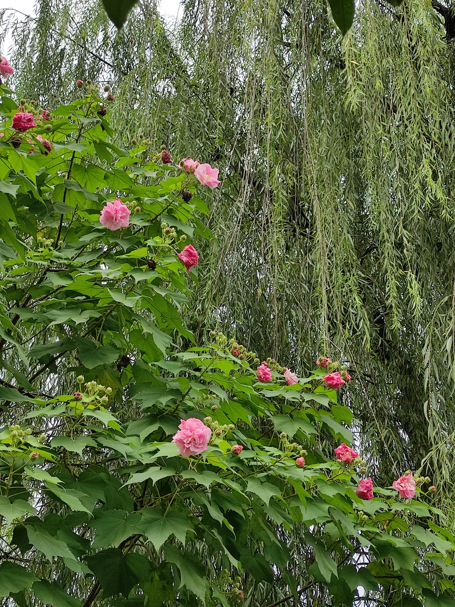 辛夷古詩詞賞花灌城秋圖文都江堰秋水芙蓉