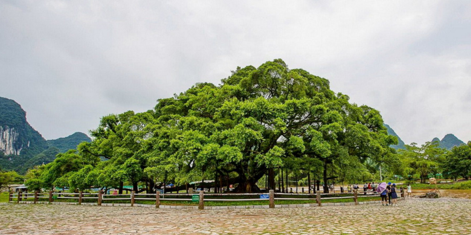 桂林大榕树：大有“来头”“看头”和“名头”的一棵树-社区活动-麻辣社区