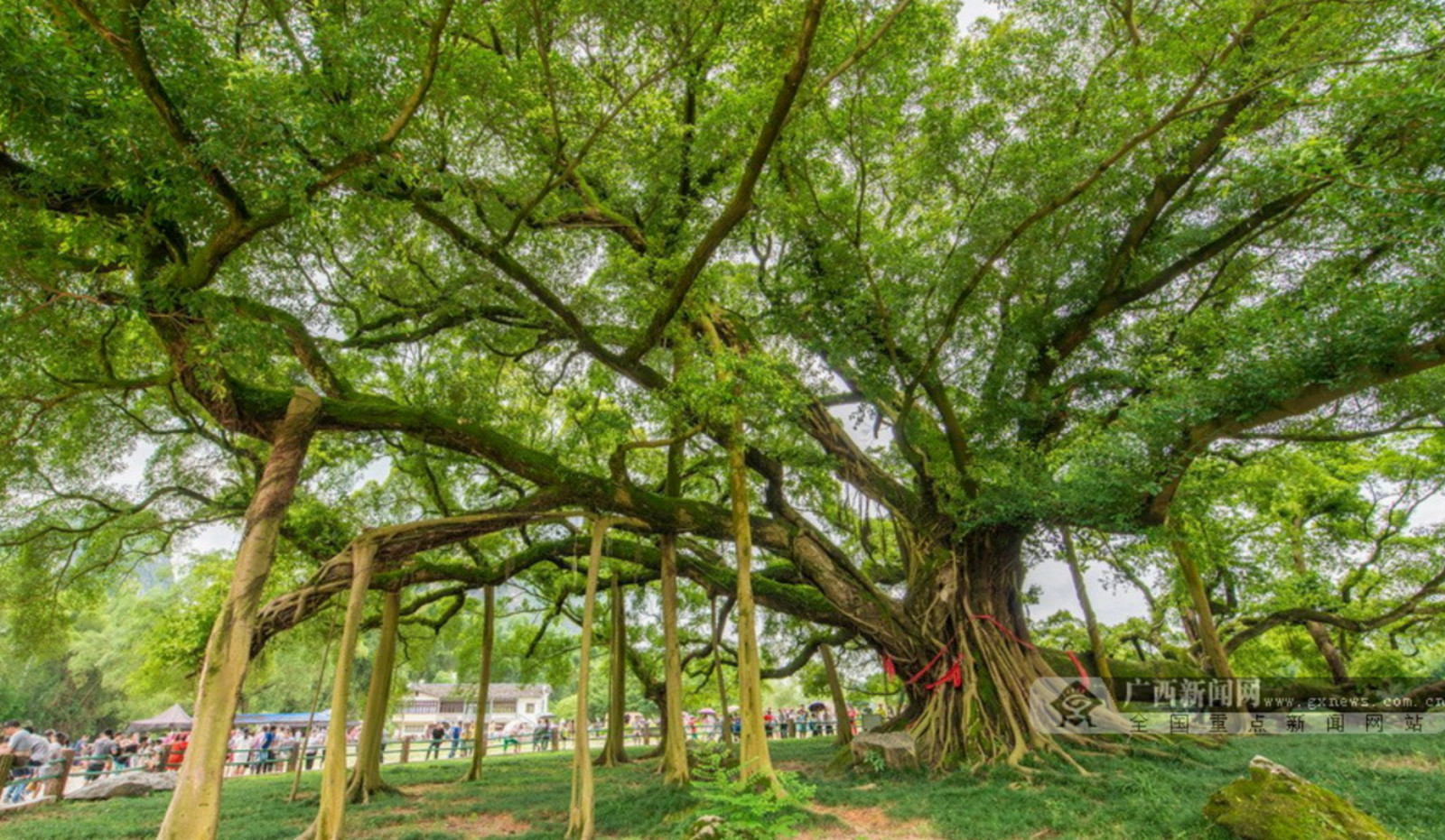 阳朔大榕树游玩攻略简介,阳朔大榕树门票/地址/图片/开放时间/照片/门票价格【携程攻略】