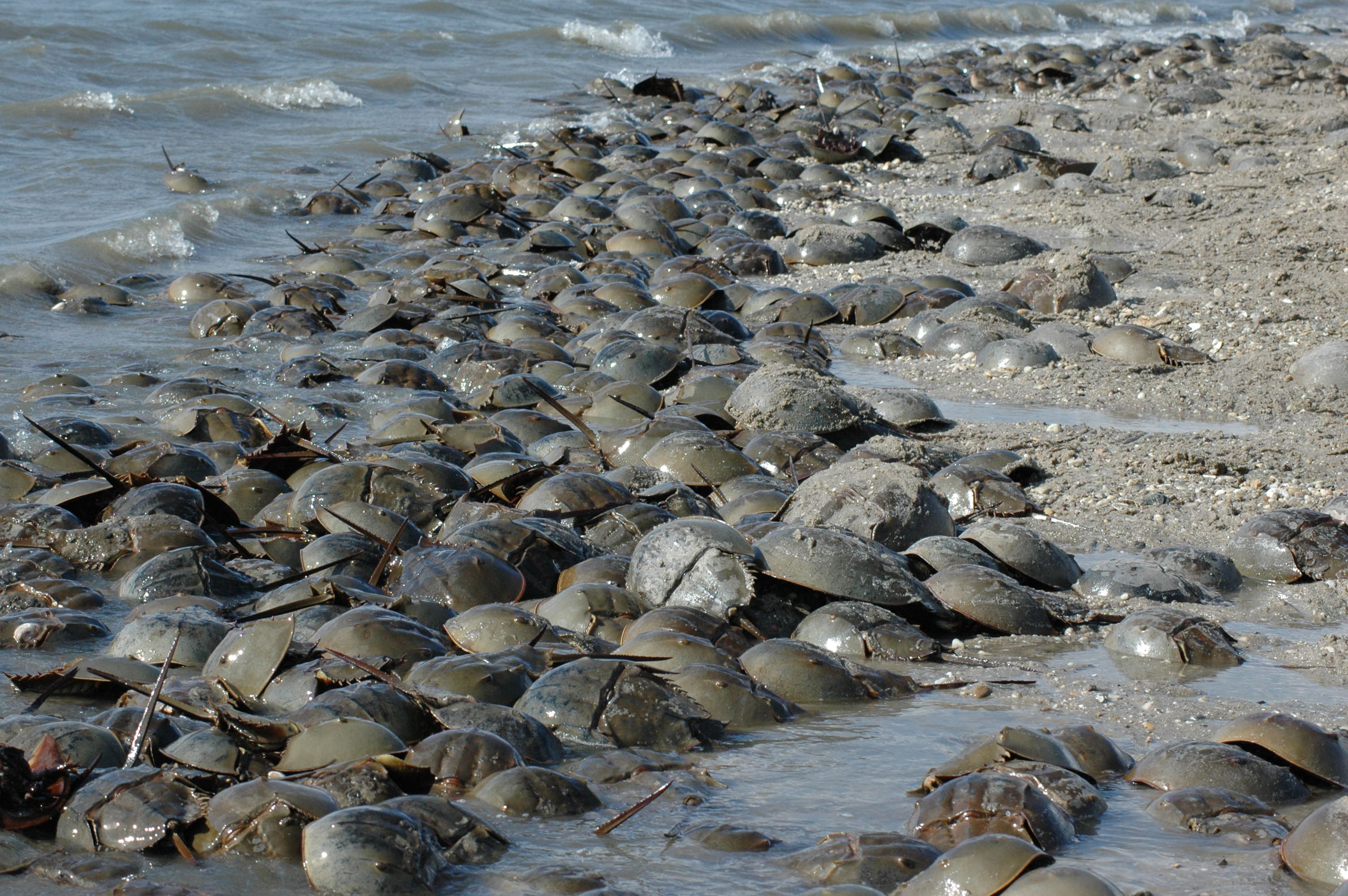 horseshoe-crab-spawning4.jpg