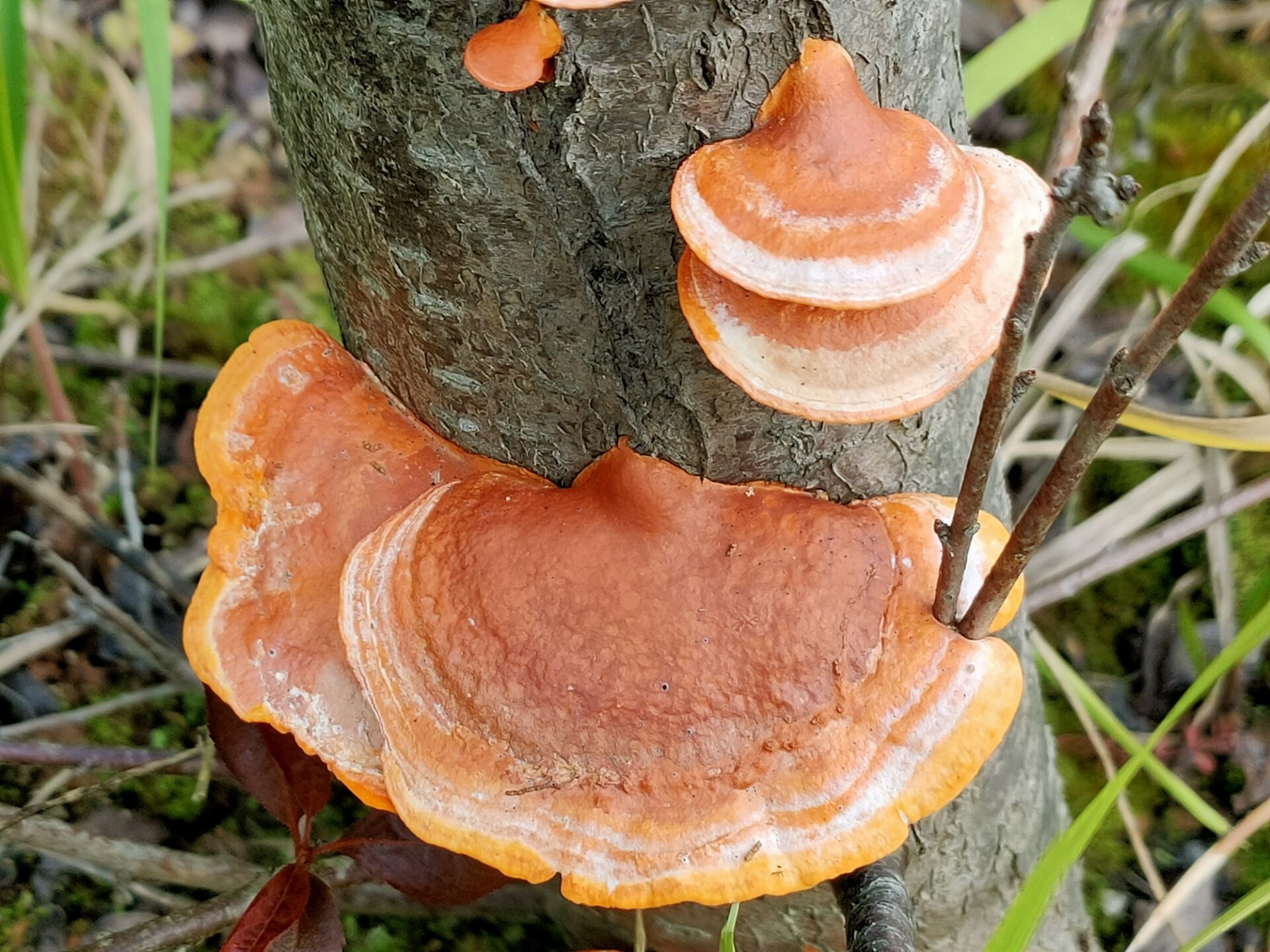 这是什么菌子 色彩好鲜艳