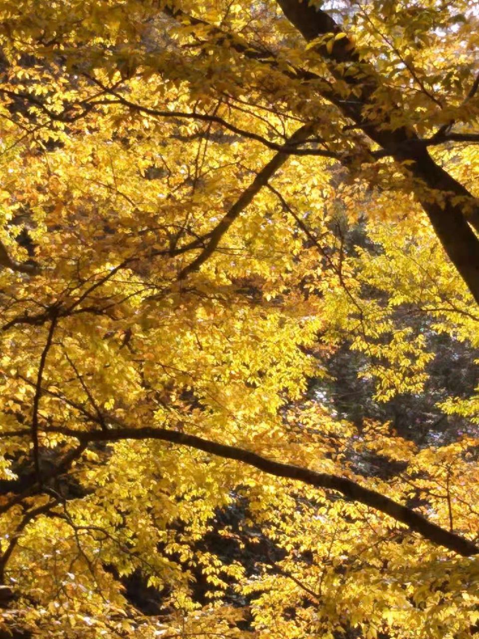 20201102_619982_1604286007962.jpg