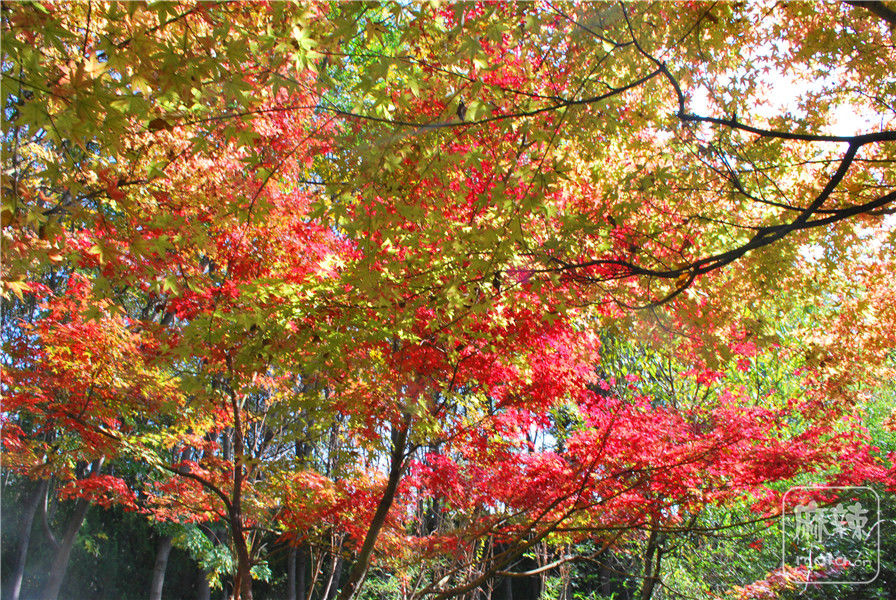 DSC_0483.JPG