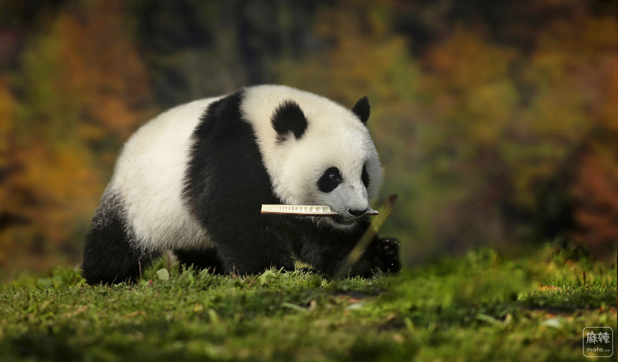 科技文摘 _ 喜报！全球圈养的“国宝”大熊猫有548只啦！今年共繁殖大熊猫36胎48只创历史新高