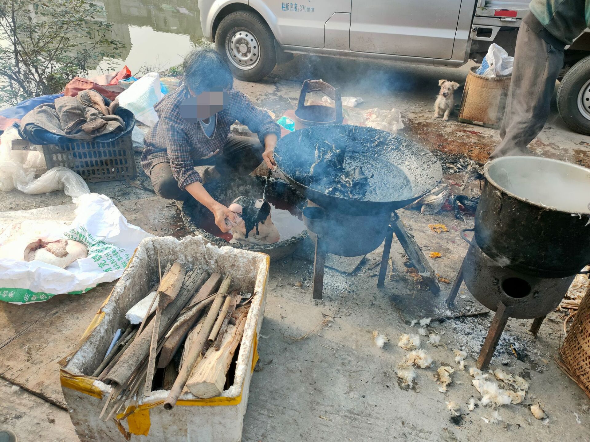 拔猪头毛的松香图片