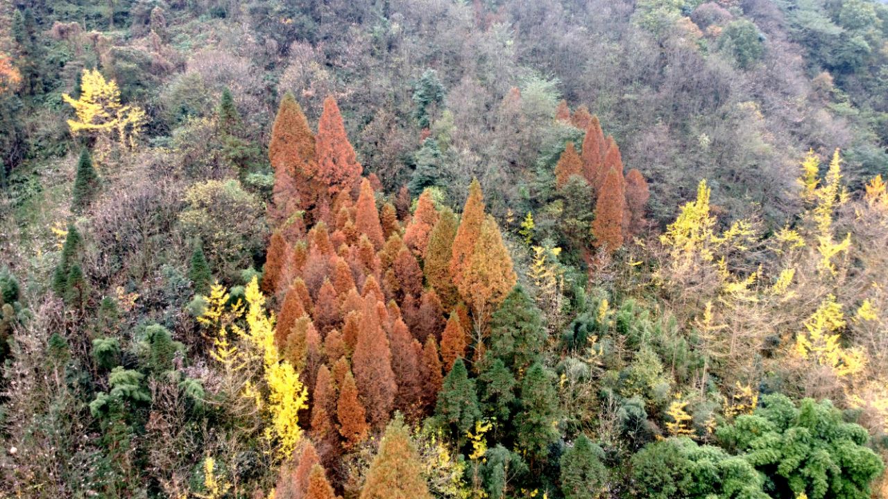 20201120_7383339_1605846985492.jpg
