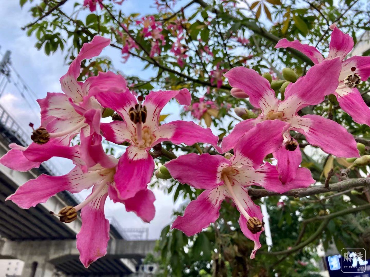 香港的紫荆花与大陆的紫荆花有什么区别？ - 知乎