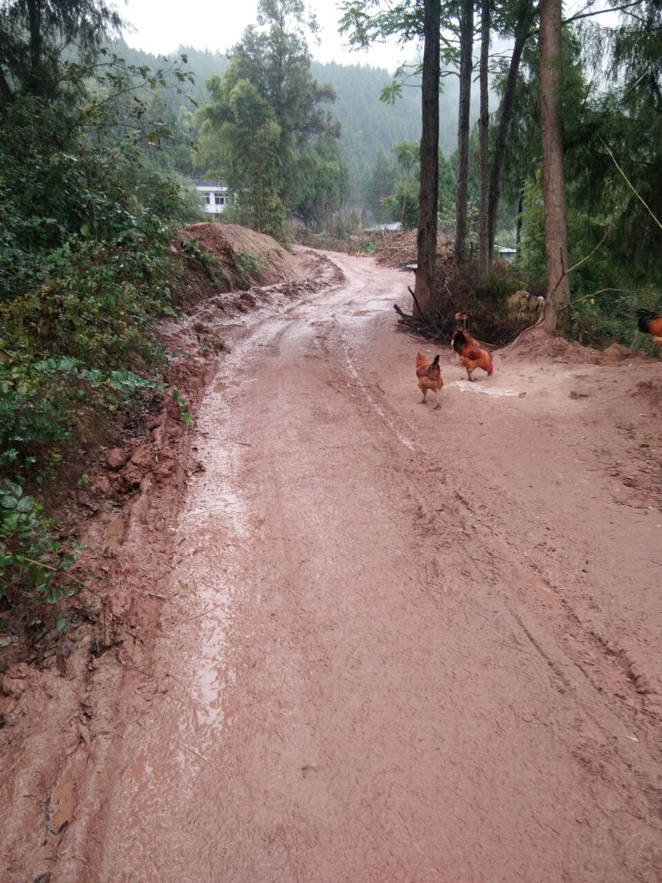 四川省营山县蓼叶镇镇政府已转交