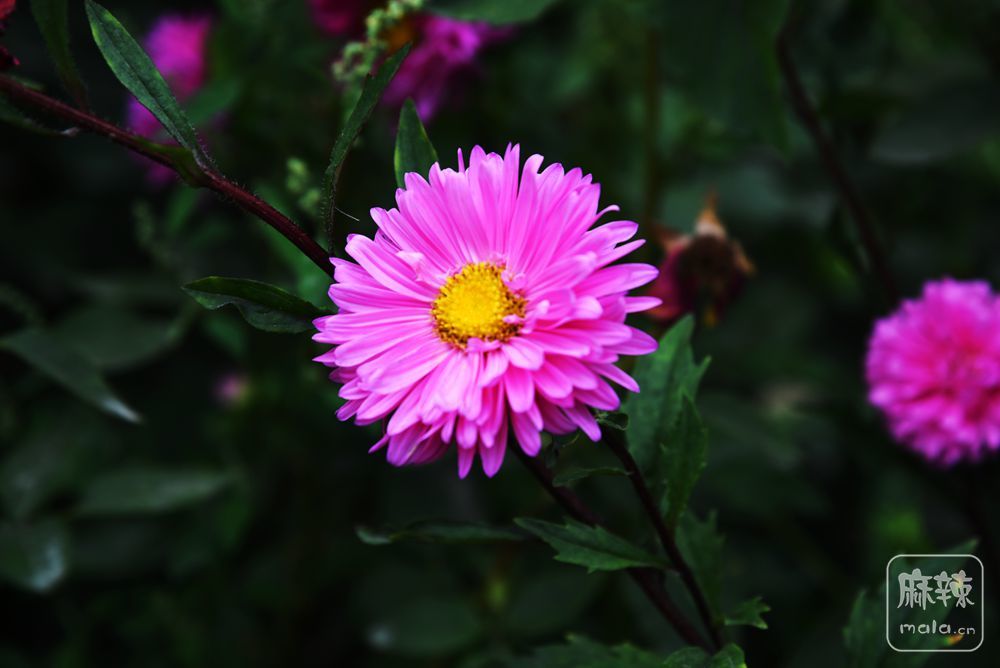 DSC_3878_.jpg
