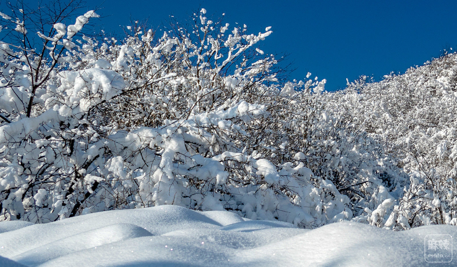 绵阳周边雪景一日游图片