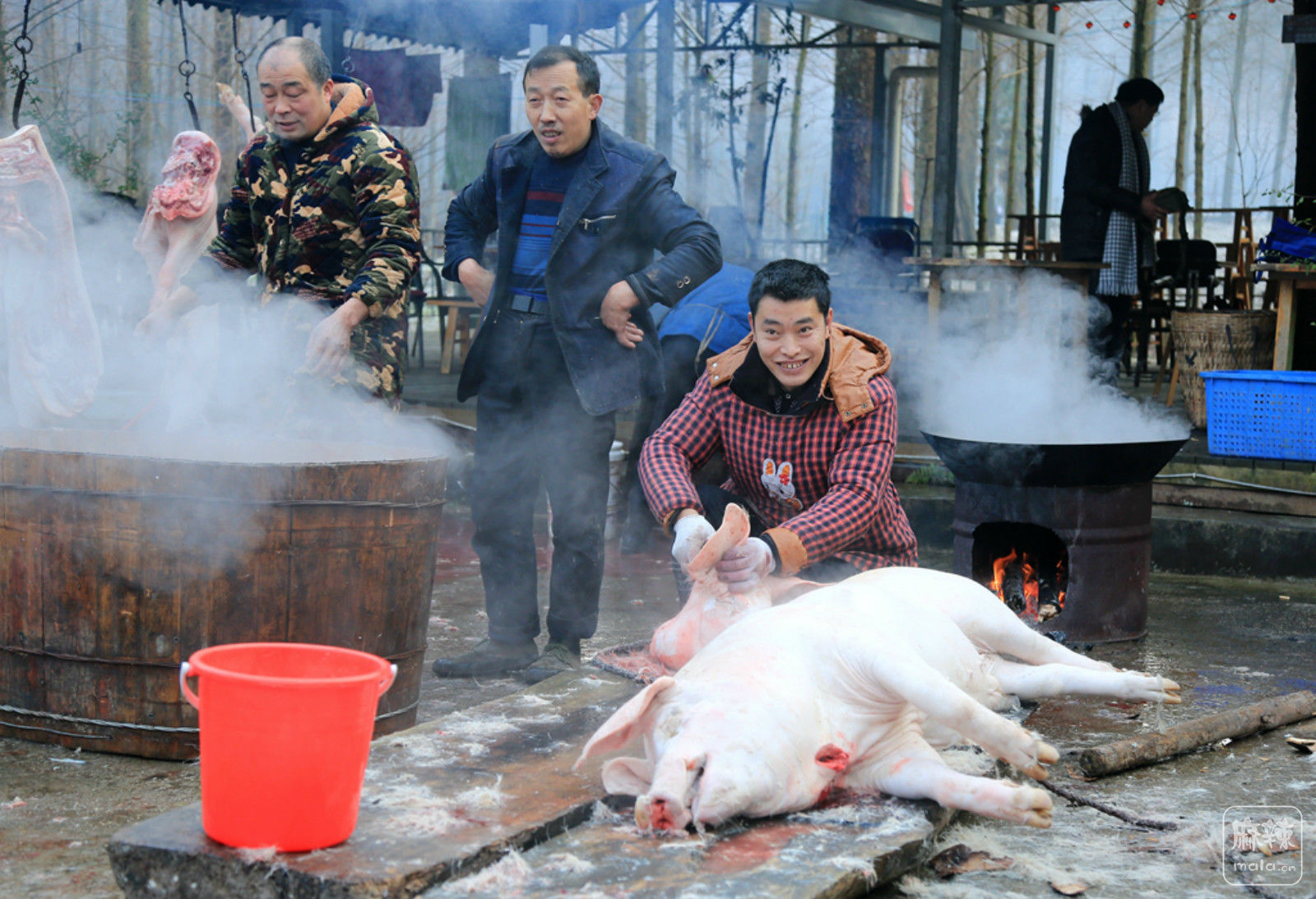 农村杀年猪场面震撼 城里人一辈子吃猪肉 没吃过杀猪饭