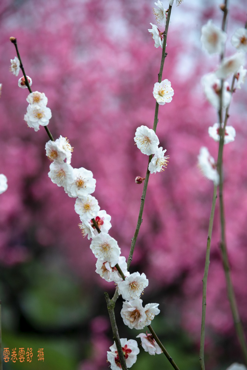 conew__dsc5824.jpg