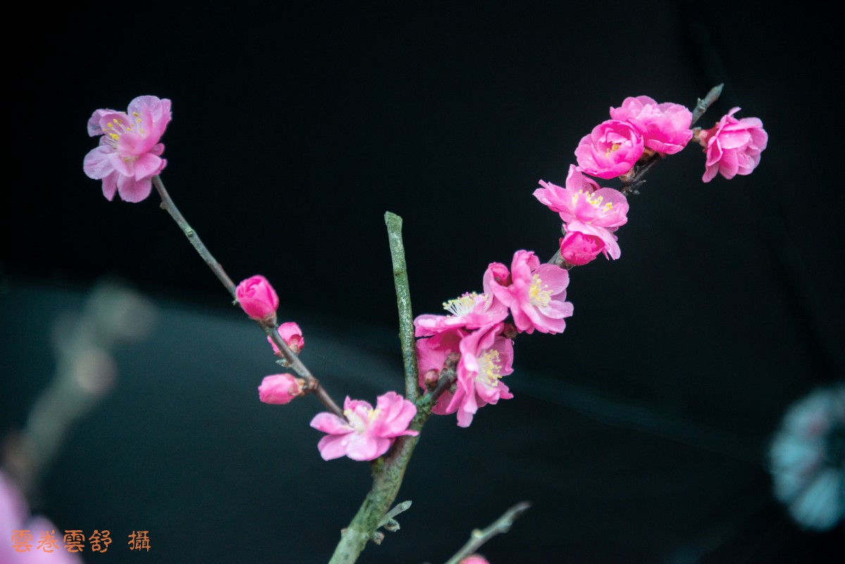 conew__dsc5834.jpg