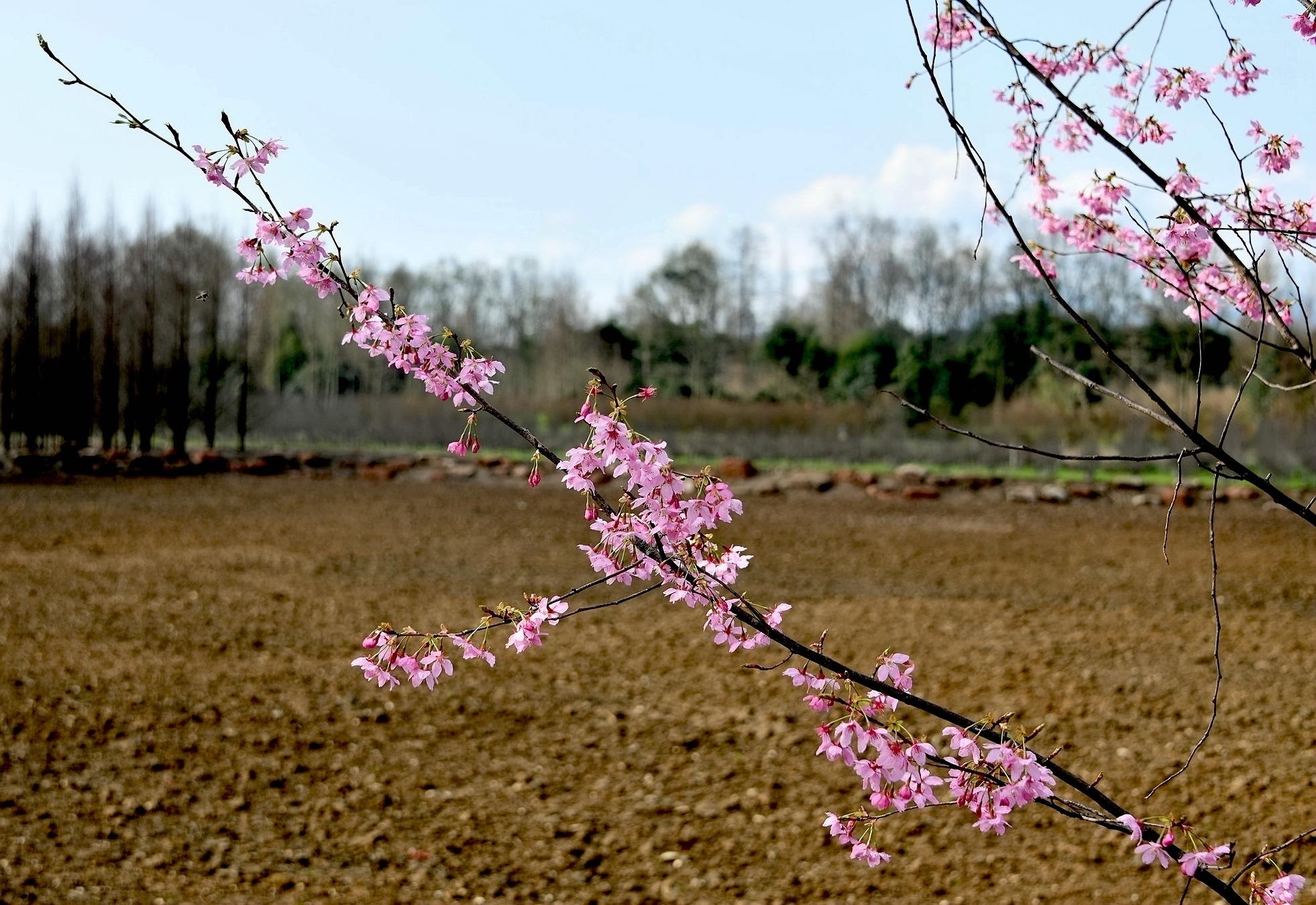 DSC_2510.JPG