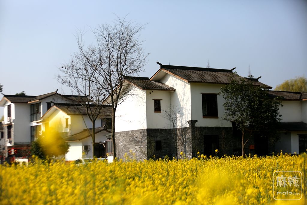 油菜花,高铁,小火车,川西民居,踏春崇州白头镇五星村