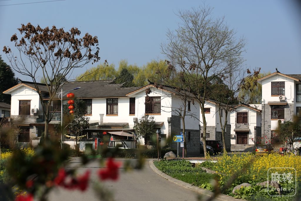 油菜花高铁小火车川西民居踏春崇州白头镇五星村