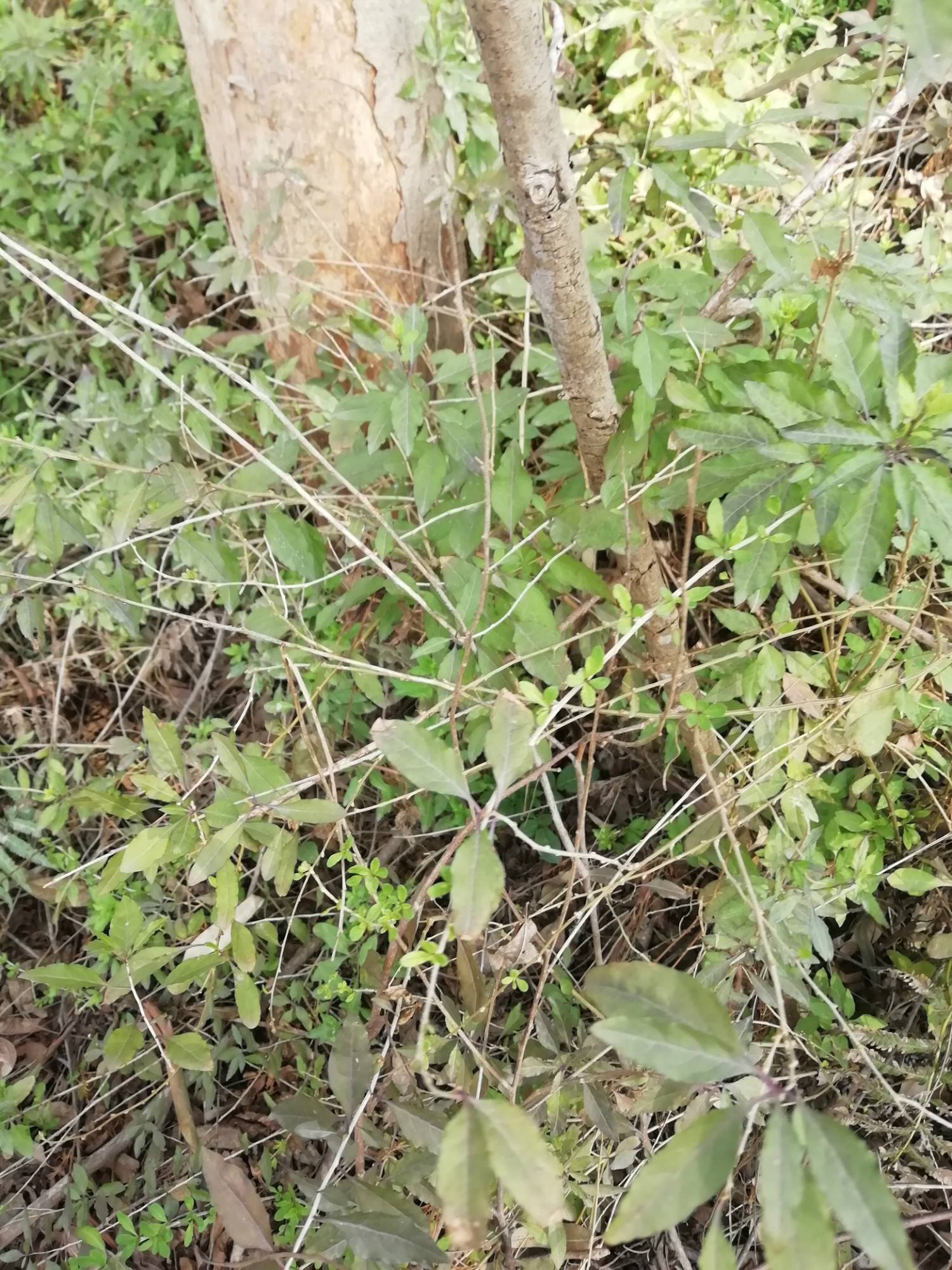 邛崃人口中的狗地芽 文/邛崃古代美