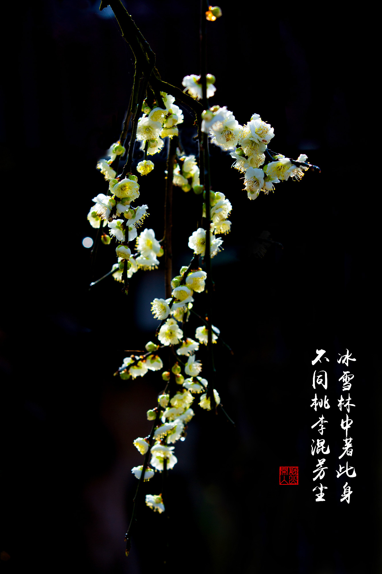 115052perdgnln555cdzaa.jpg