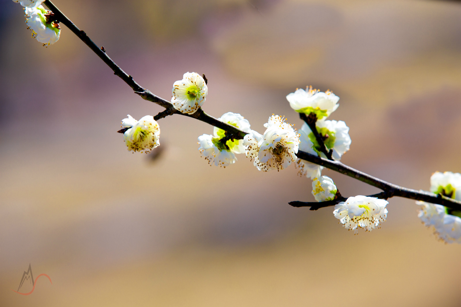 115155btjnnsn0abs040ns.jpg