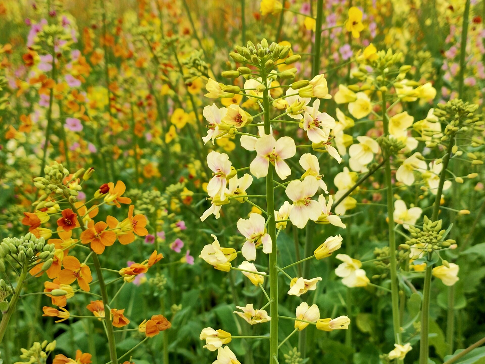 纳溪油菜花图片