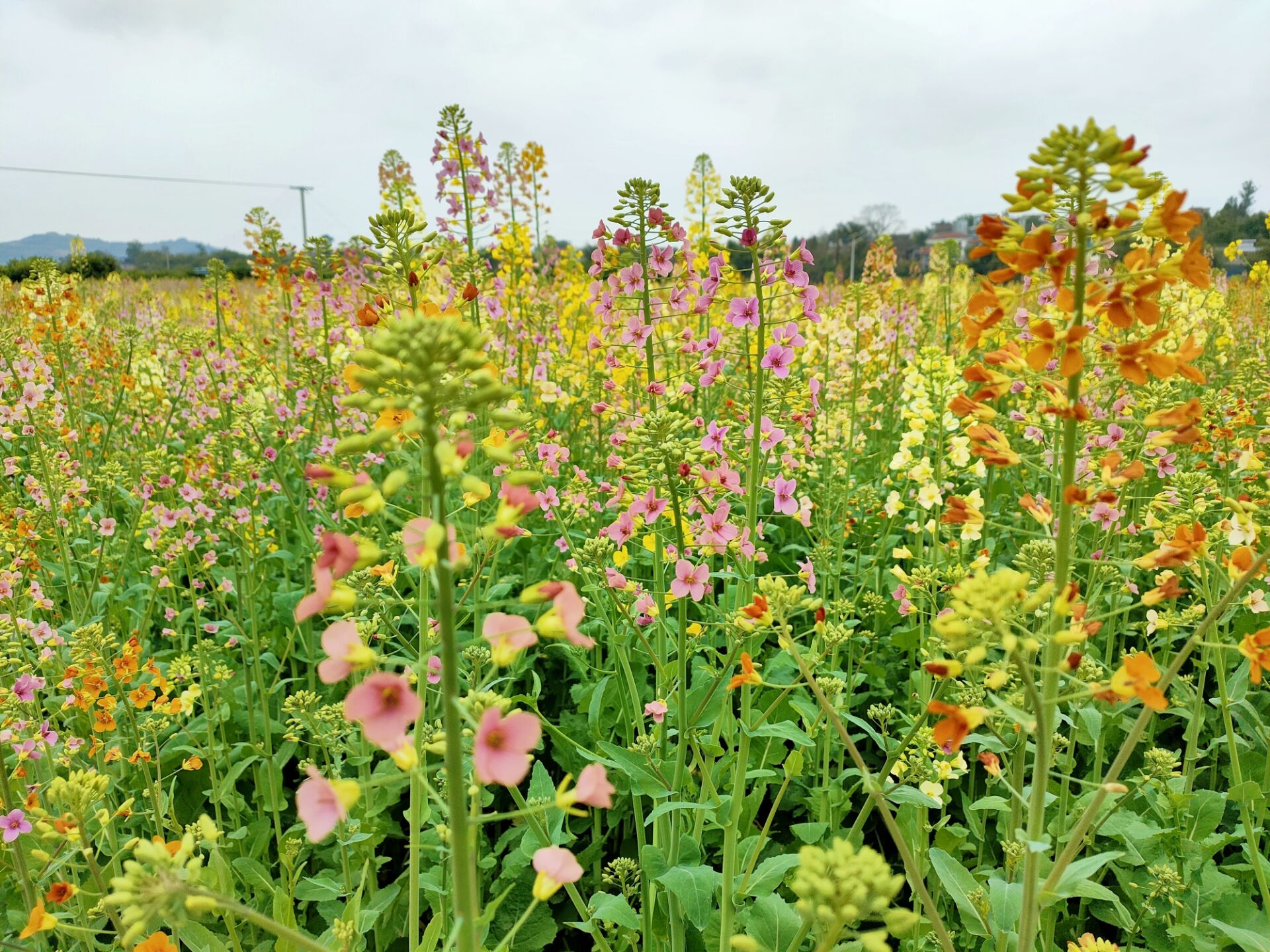 渔溪彩色油菜花图片