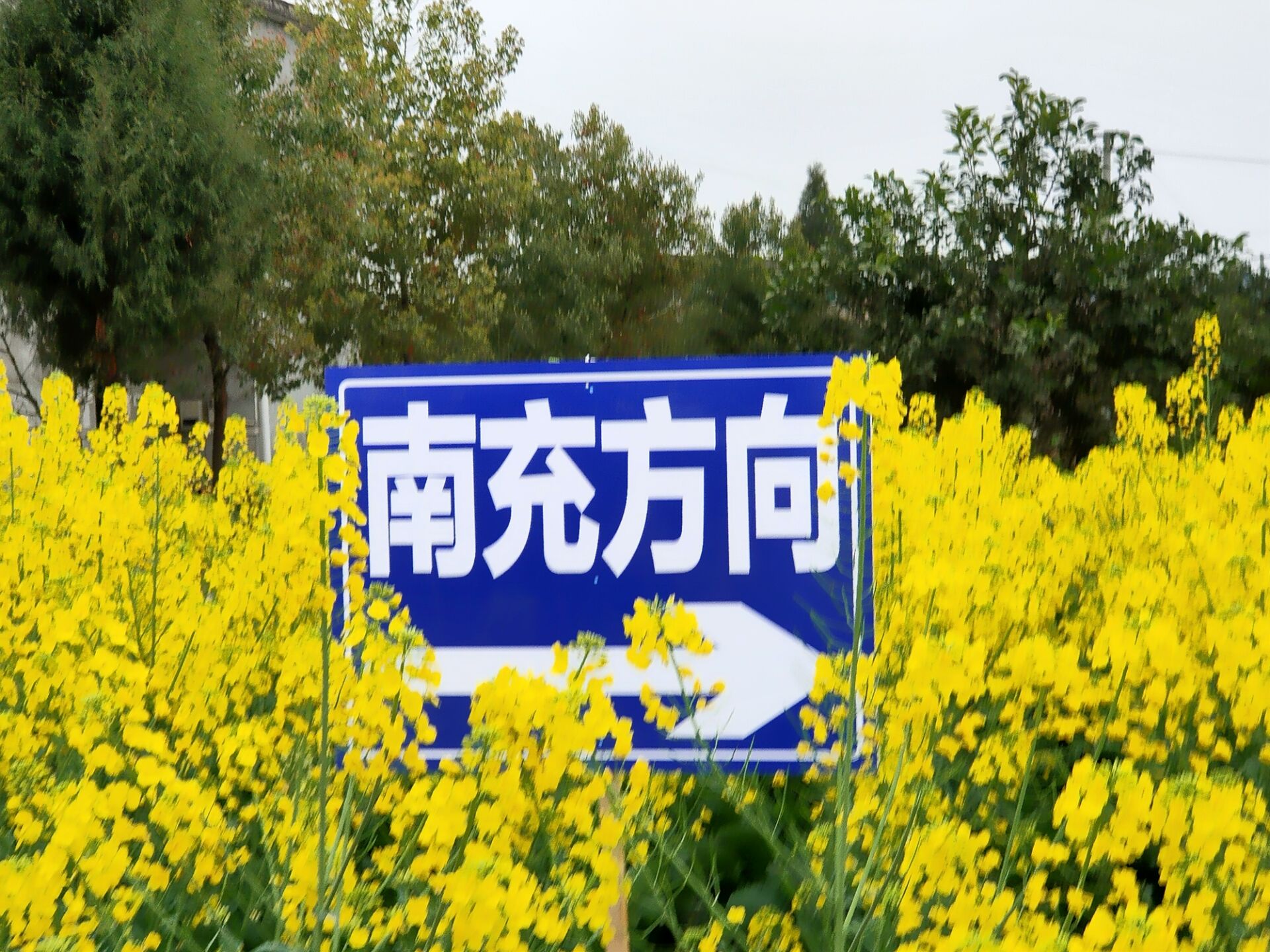 太古岛油菜花图片