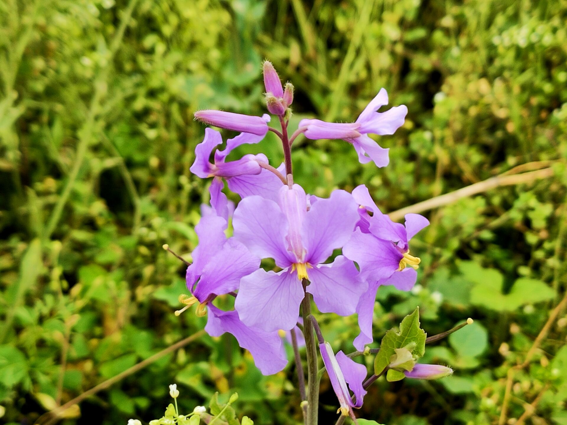 太古岛油菜花图片