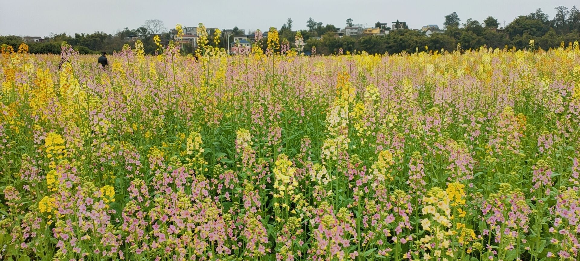 渔溪太古岛油菜花图片