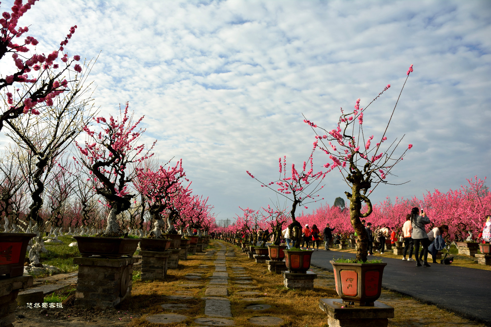 街子古镇问花村图片