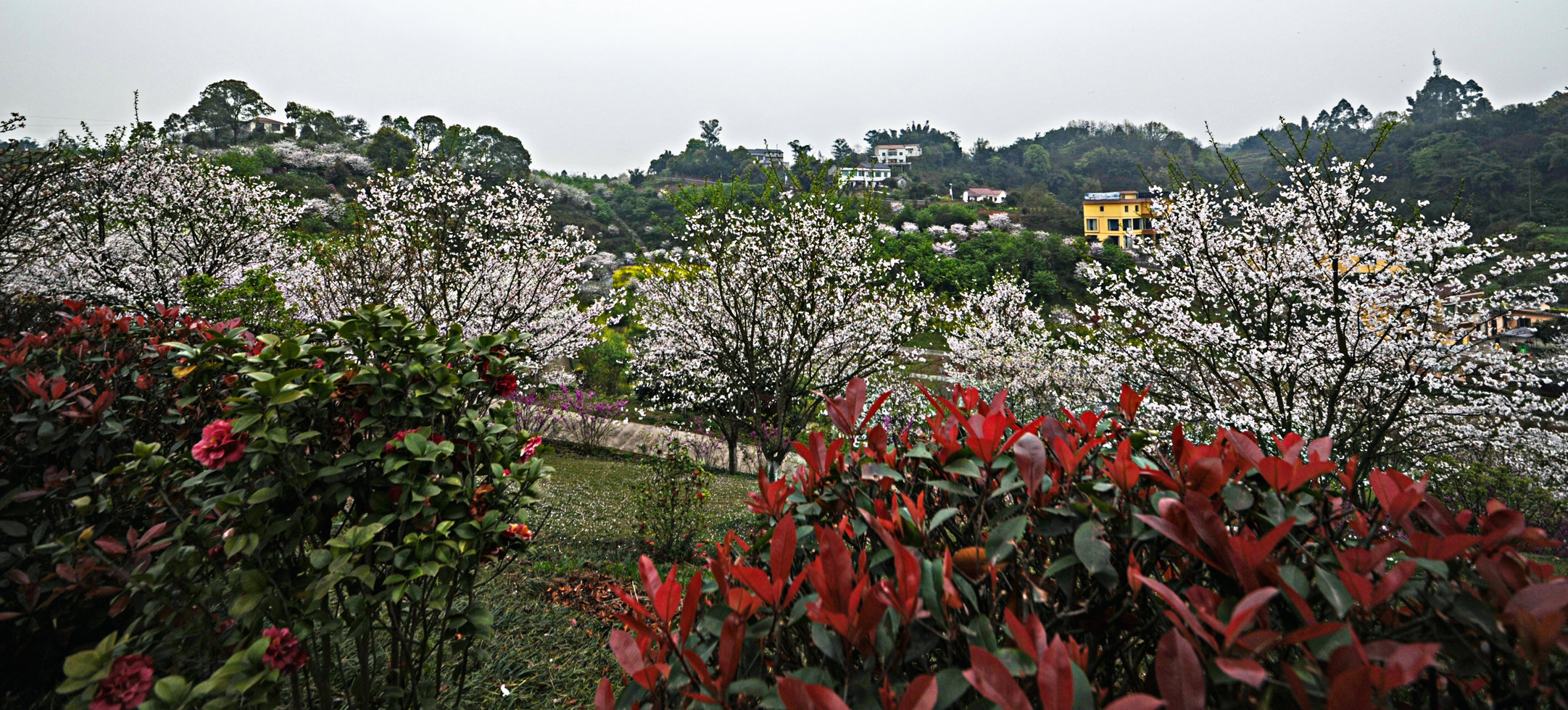 泸州樱花谷风景区图片