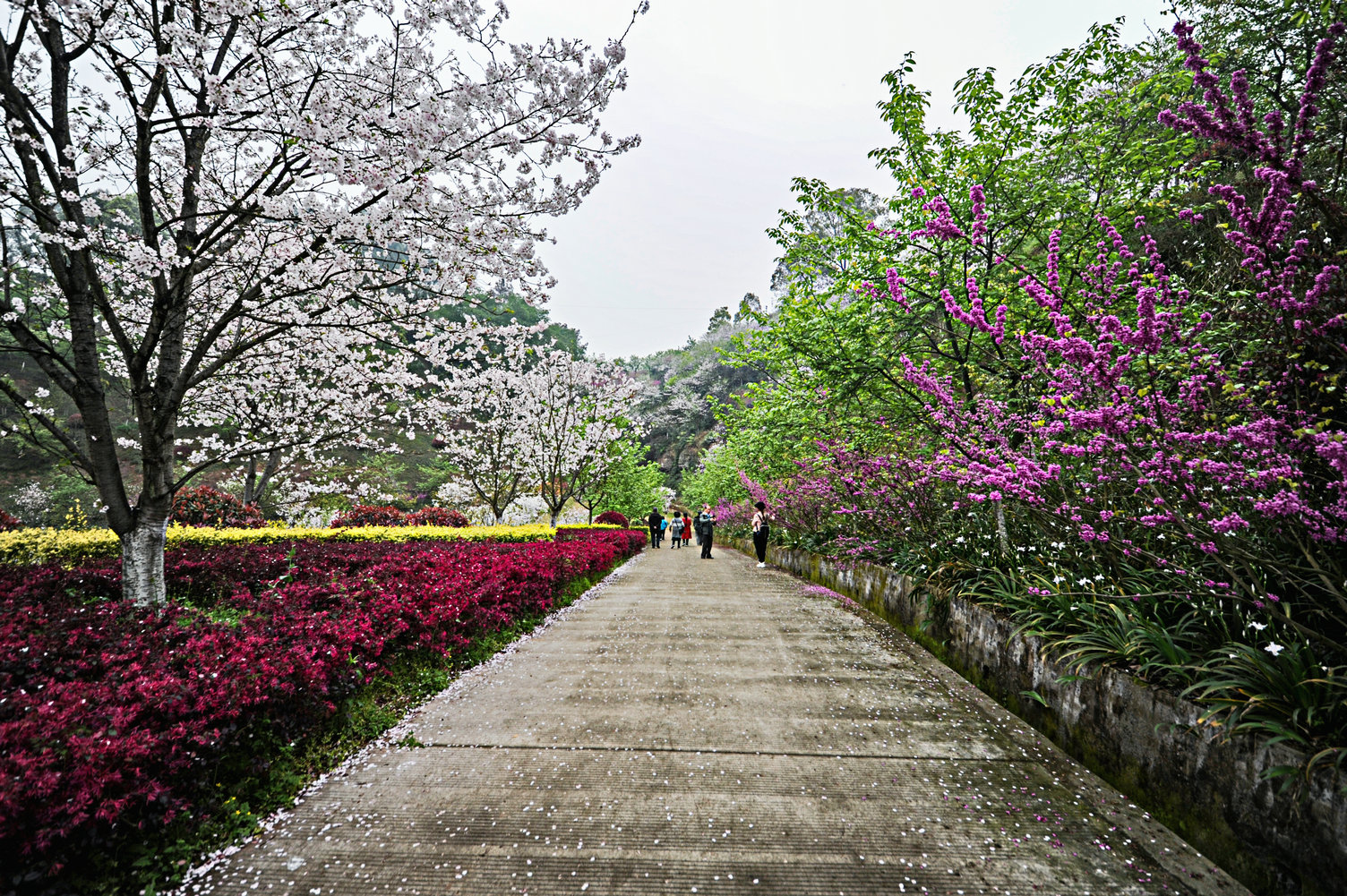 泸州樱花谷风景区图片