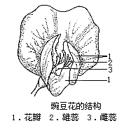 豌豆花的结构示意图图片