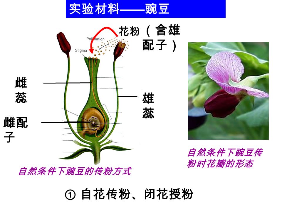 樱花结构示意图图片