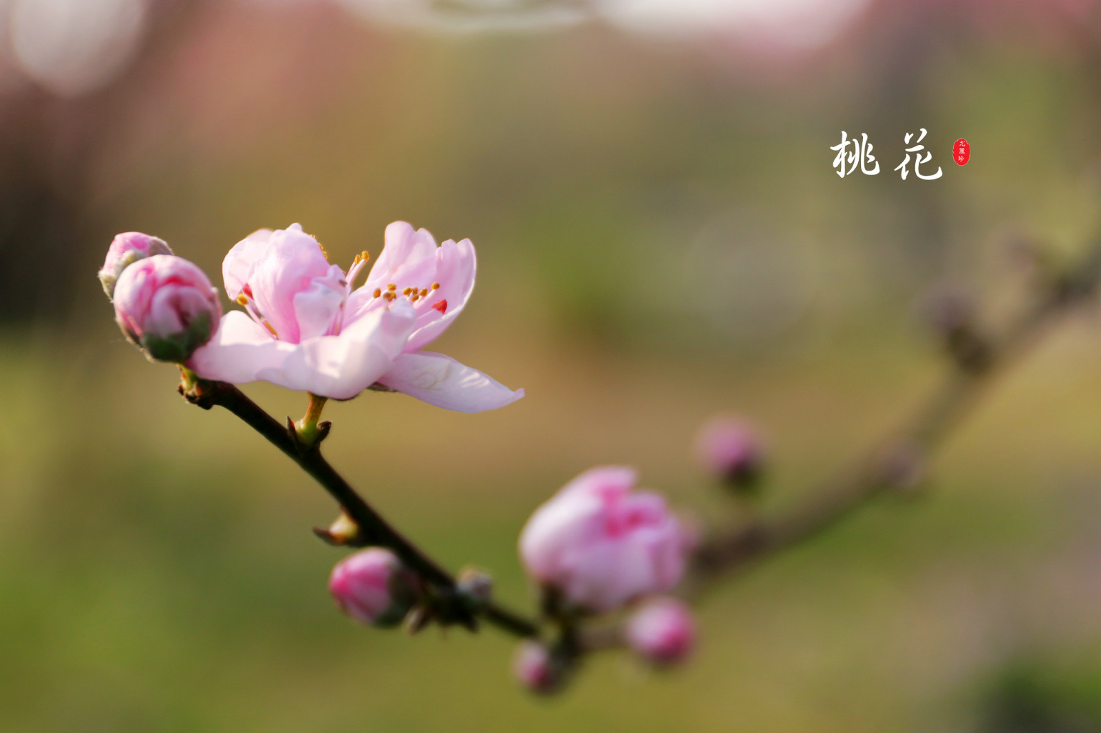 103553x0555s6g65iaixms.jpg
