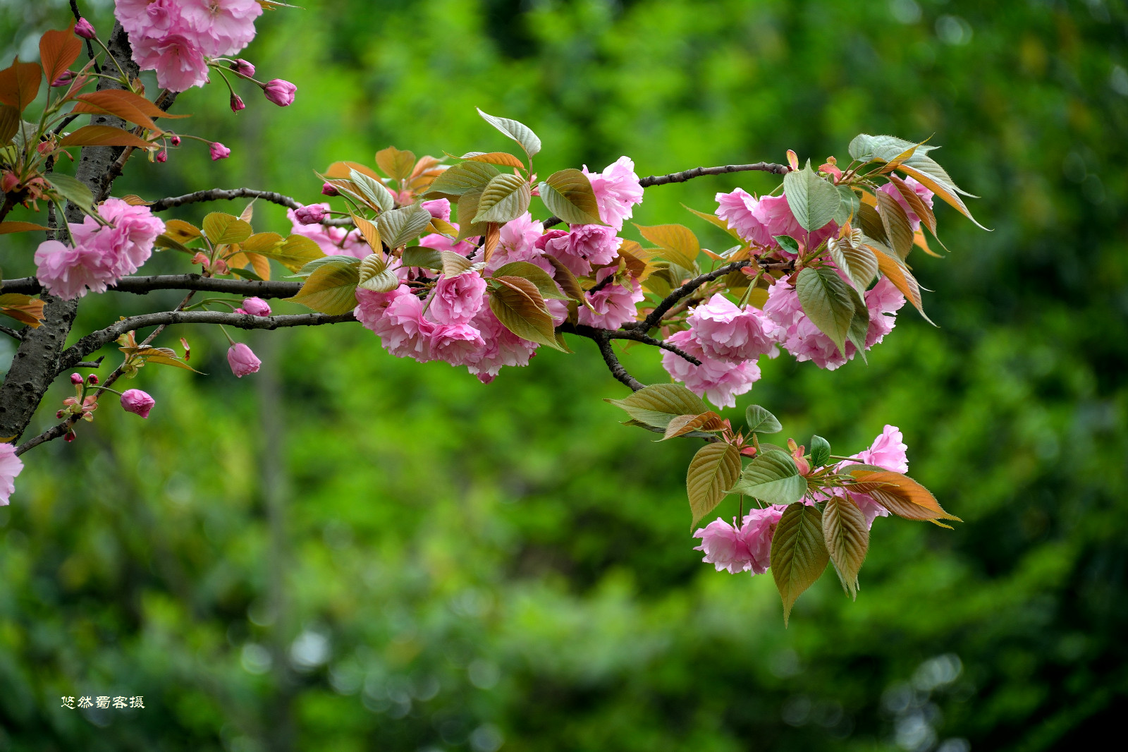 彭州丰乐樱花山图片图片