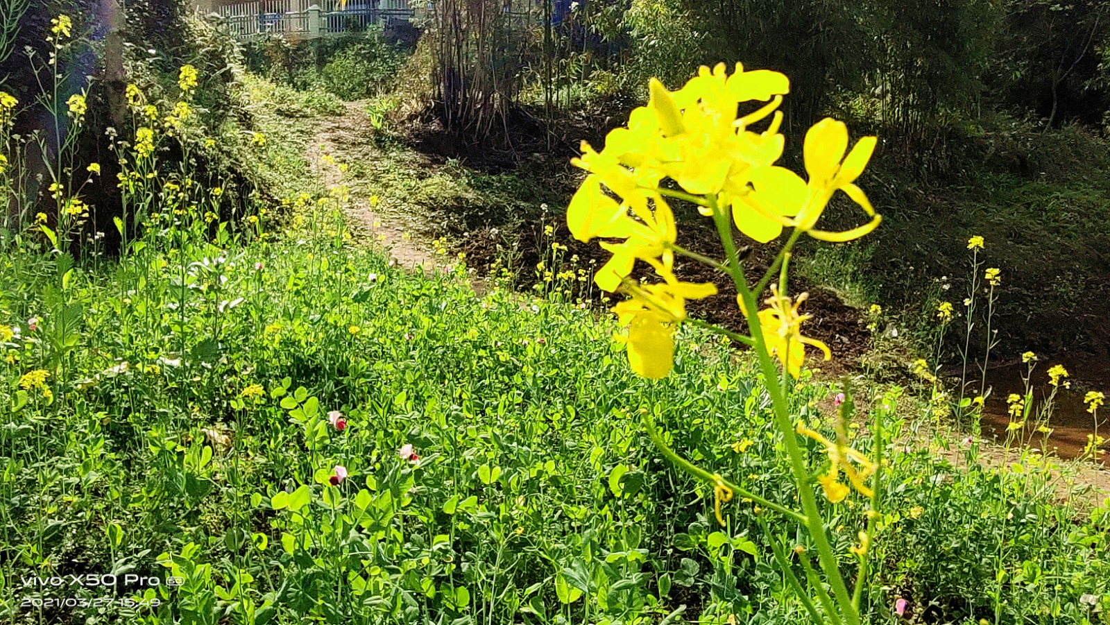 目前正当春耕时节—随拍营山农村春天景象