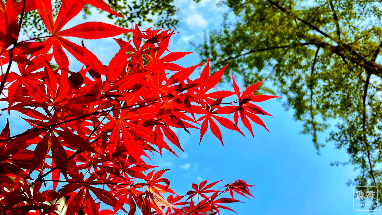 秋天红色枫叶的特写秋叶背景图片下载 - 觅知网