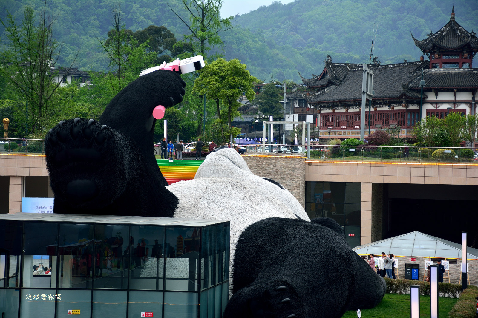 都江堰自拍熊猫图片