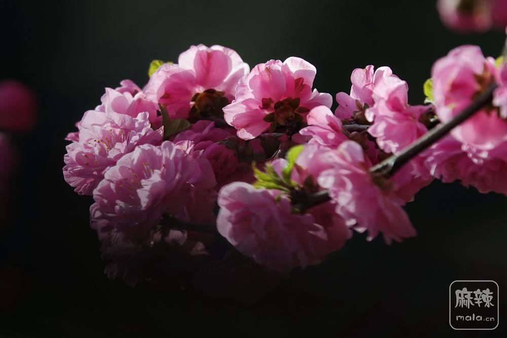 083800jhmrqyhoyss9dx0i.jpg