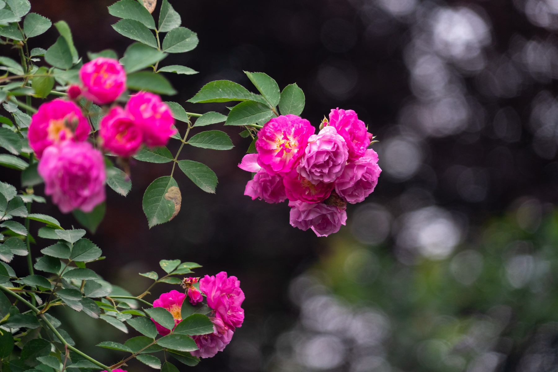 DSC06501.jpg